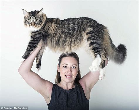Whereas most cats are fully grown by 24 months, a maine coon will grow and grow until it's about 4 years of age. Supersized Maine Coon cat Ludo is THREE TIMES the size of ...