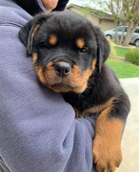 Craigslist mohave county is one great place many people use to find information concerning craigslist mohave property or rentals. Rottweiler Puppies Craigslist