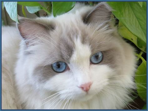 Ragdoll kittens usaragdoll kittens usaragdoll kittens usa. Our Ragdoll Cats