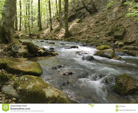 Forest River Stock Photo Image Of Beautiful Holiday 2374544