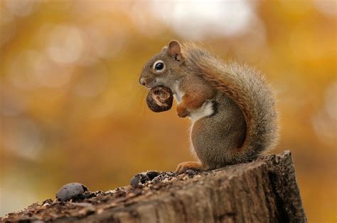 2048x1363 Squirrel Wildlife Rodent Wallpaper Coolwallpapersme