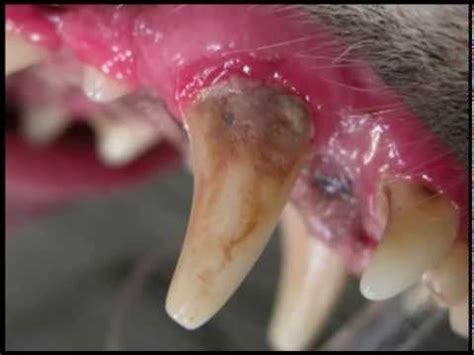Gum disease may progress painlessly, producing few obvious signs, even in the late stages of the disease. Pet Periodontal Disease - YouTube