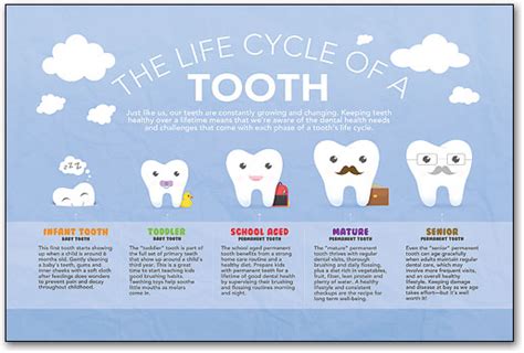 Dental Posters | SmartPractice Dental