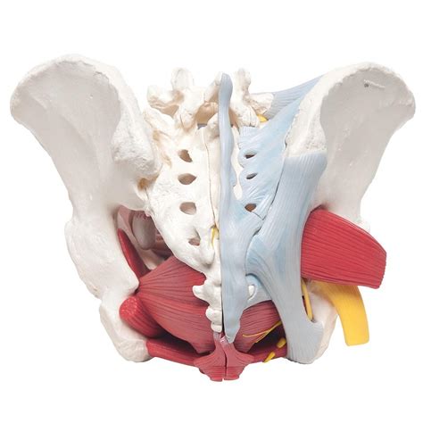 Find the best weight lifting exercises that target each muscle or groups of muscles. Anatomical Models of Female Pelvis with Ligaments, Vessels ...