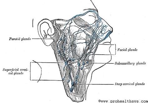 Lymphatics Of The Head Face And Neck Prohealthsys