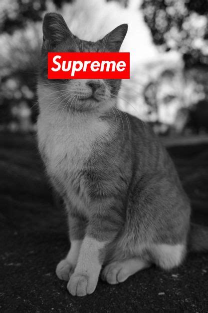 Pin By Leplumeco On Le Plume Co Cat Shots Supreme Wallpaper White