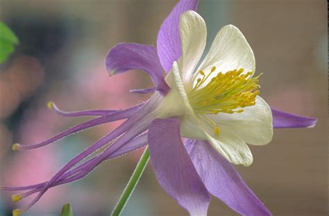 Abutilon theophrasti one to several bracts beneath flowers. Free picture: rocky, mountain, columbine