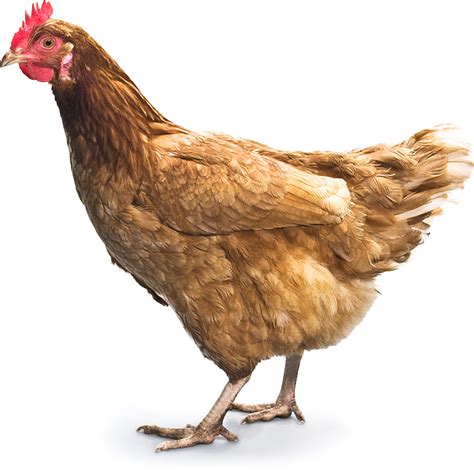 Png Hd Chicken Transparent Hd Chickenpng Images Pluspng