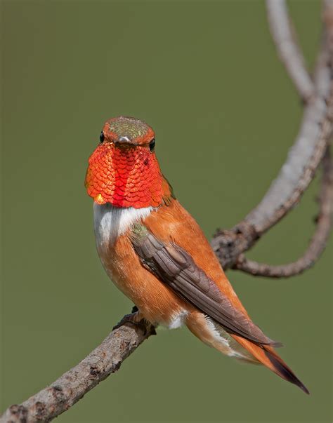 Inland 360 Where You Go For What You Do Gallery Rufous Hummingbird
