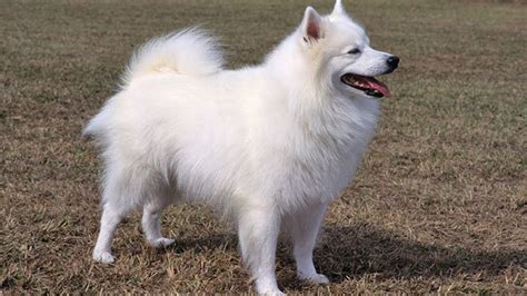 12 Things You Didnt Know About The American Eskimo Dog