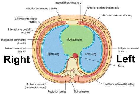 Pericardium Anatomy Location And Pericardium Function