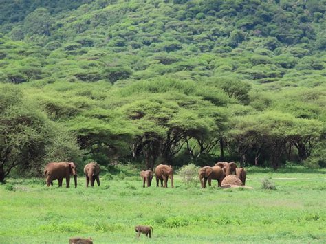 Arusha National Park Tanzania Wildscape Tours