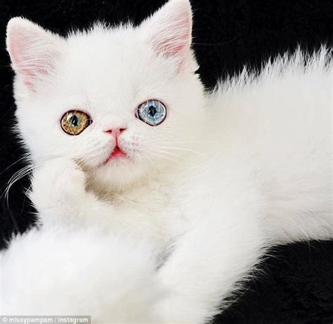 Pam Pam The Cat With Hypnotic Eyes Goes Viral On Instagram Daily Mail