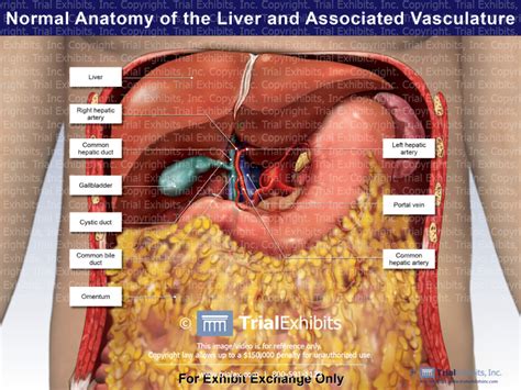 Normal Anatomy of the Liver and Associated Vasculature | Trial Exhibits