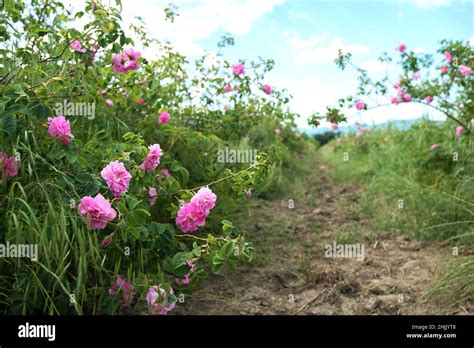 Bulgarian Rose Valley Near Kazanlak Rose Damascena Fields Early In