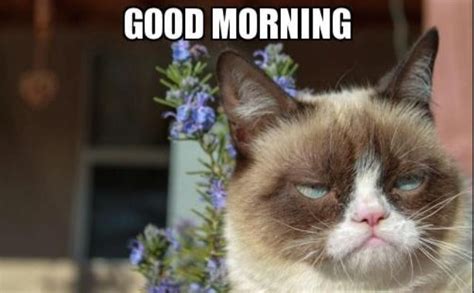 Good Morning Grumpy Cat Grumpy Cat Humor Cats