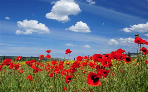 Red Poppy Flowers In Bloom At Daytime Hd Wallpaper Wallpaper Flare