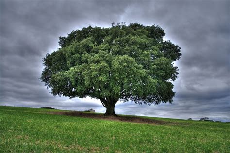 Harting Down Hdr Tree Stormy Free Photo On Pixabay Pixabay