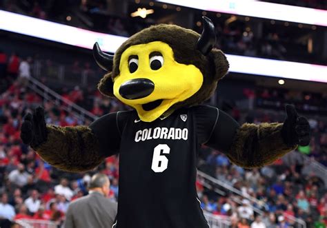 Colorados Mascot Shoots Himself Below The Belt With A T Shirt Cannon