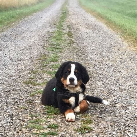 The berner ancestry most likely stems from a cross between the farming dogs of the swiss alps and. Kathryn Gorney, Bernese Mountain Dog Stud in Granville, Ohio