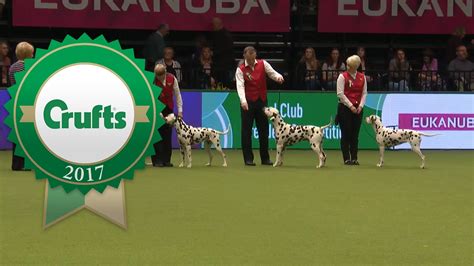 Kennel Club Breeders Competition Crufts 2017 Youtube