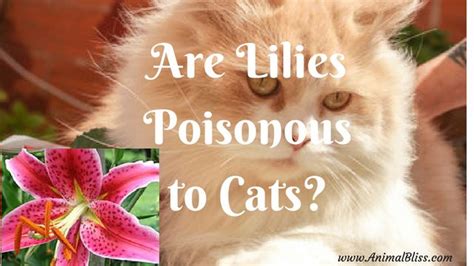 Your cat's age, size, and the plant species all determine the toxicity level, and your veterinarian is much better equipped to calculate those levels than the average owner. Are Lilies Poisonous to Cats? Can Lilies Kill Your Cat ...