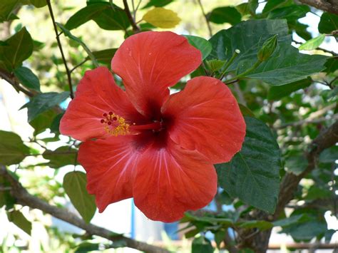 Amapola Flower Puerto Rico Best Flower Site