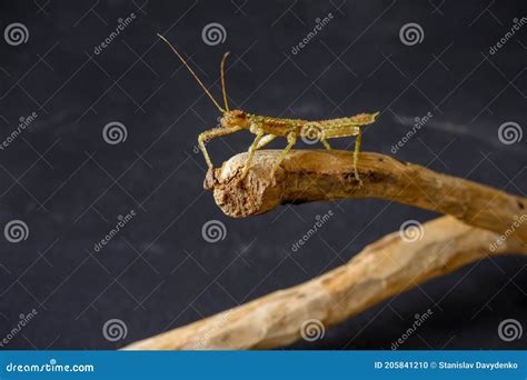 Green Stick Insect Master Of Disguise Sits On Brown Branch With Black
