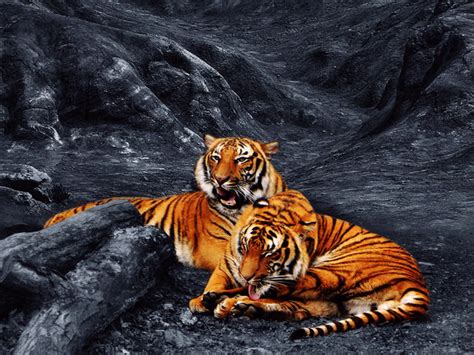 Tigers Tiger Pictures Cheetahs Rawr Beautiful Cats Big Cats Lions