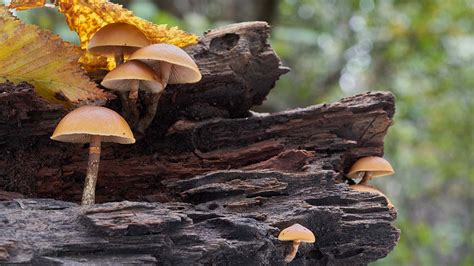 Pacific Northwest Poisonous Mushrooms 5 Species To Avoid Sunnyscope