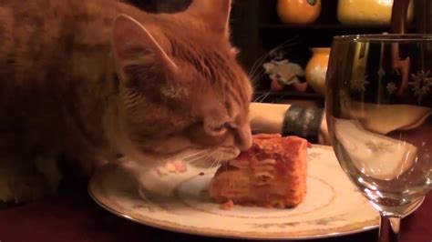 Orange Cat Eating Lasagna Garfields Not Alone Rustyandpals Youtube