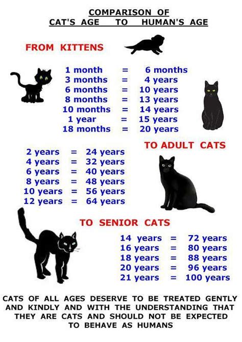 Kitten Weight Chart By Age