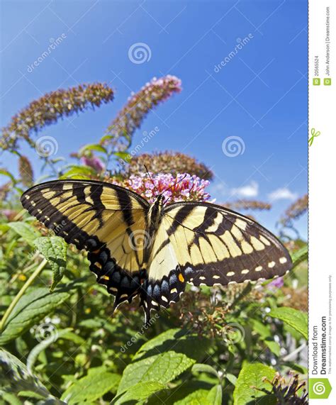 Tigre Del Este Swallowtail Glaucus De Papilio Foto De Archivo
