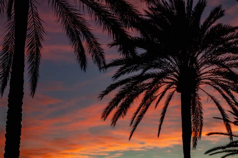 Free Images Sky Nature Palm Tree Afterglow Arecales Elaeis