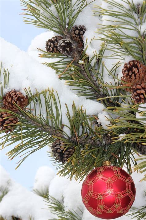 Pine Branches Cristmas Ornament Snow Stock Photo Image Of Chilly