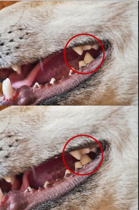 What Does A Carnassial Dog Tooth Abscess Look Like Dog Discoveries