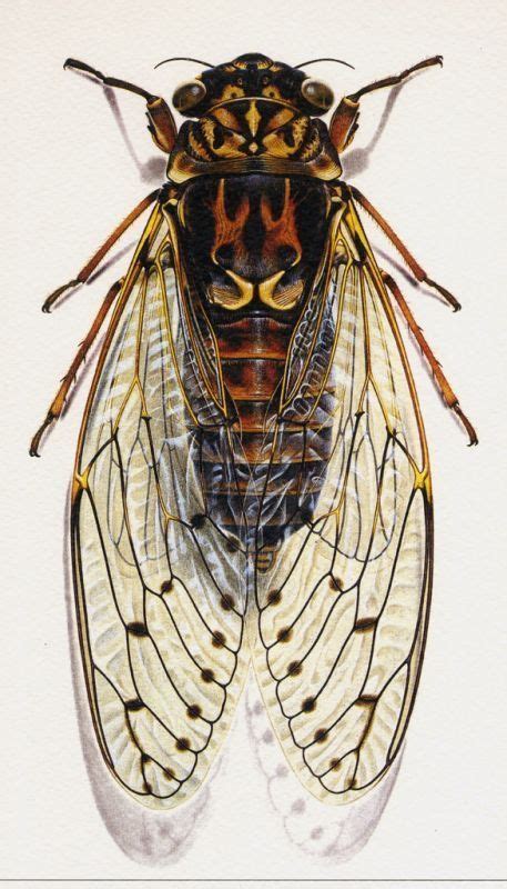 Cicada Illustration By Bernard Durin French 19401988 Cool Insects