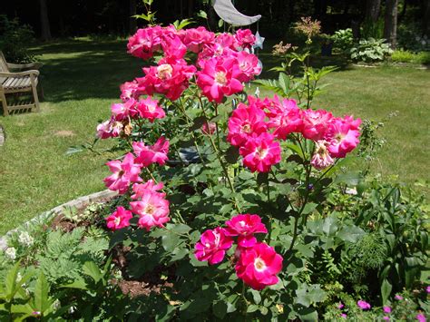 Love This Old Fashioned Rose Bush No Fuss And Blooms All Summer Rose