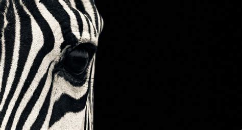 3800x2050 Zebra 4k Hd Wallpaper Arte Zebra Zebra Art Zebras