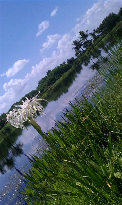 Maybe you would like to learn more about one of these? White #flower and #lake at Polo Trace #Golf Club, Delray ...