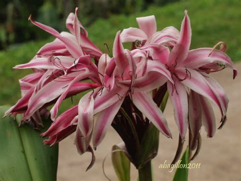 A flower is a naturally occurring plant that occurs in various forms and colors. Andrea's Plants, Photos and Travels: Newfound Lilies