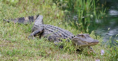 Alligators In North Carolina Carolina Country