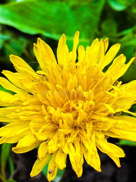 Yellow Dandelion Close Up Macro Stock Image Image Of Flowers