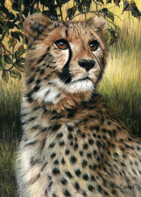 Cheetah By Alison Burchert Pastel Animaux Sauvages Animaux