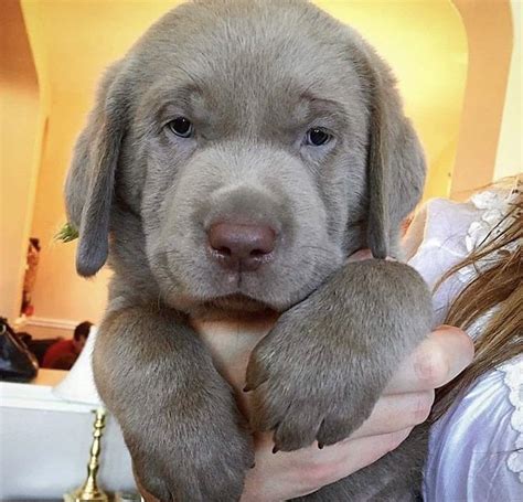Silver Lab 😍 In 2020 Labrador Retriever Labrador Cute Baby Animals