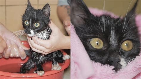 First Bath For Rescued Kitten With Hernia Two Days Until Surgery