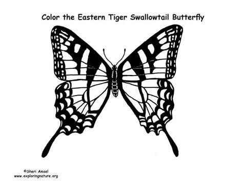 Black Swallowtail Butterfly Coloring Page | Coloring Page Blog