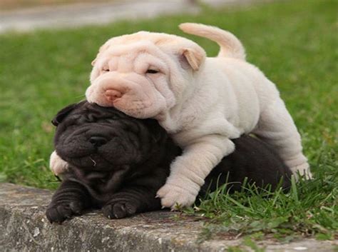 Look at pictures of shar pei puppies who need a home. AMAZING Miniature Shar Pei #dogs | Shar pei puppies, Cute ...