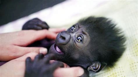 Bristol Zoos Baby Gorilla Afia Gets Her First Taste Of Fresh Air After