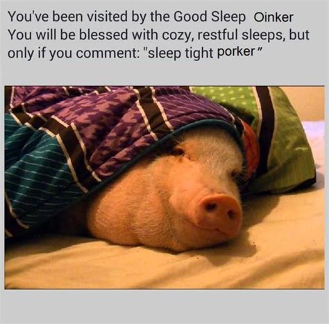 Sleep Tight Porker Sleep Tight Pupper Know Your Meme